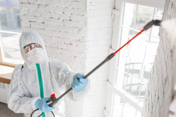 Best Specialized Mold Remediation in Nashua, IA